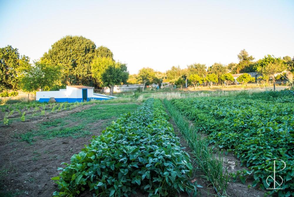 Alcáçovas Quinta Do Poco Novo 빌라 외부 사진